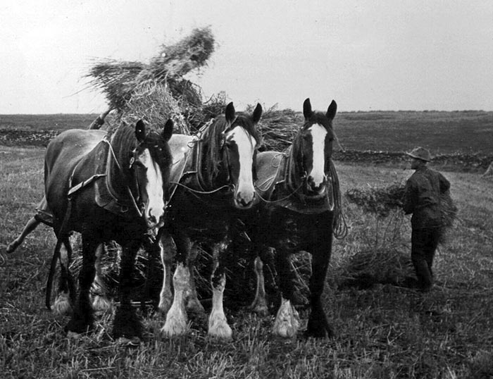 Haymaking with horses in Orkney