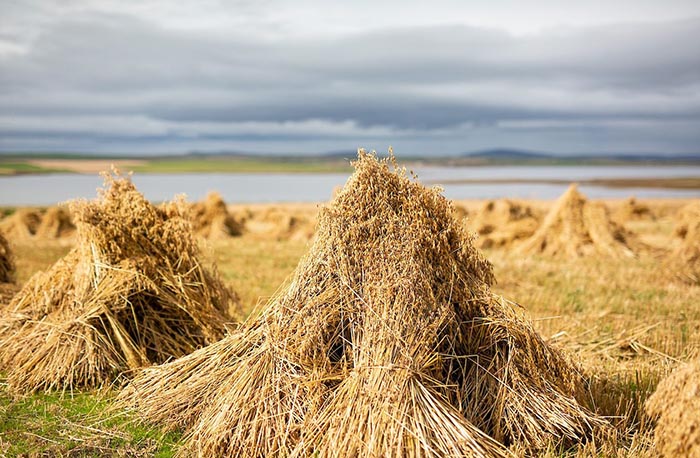 Harvest time in Orkney